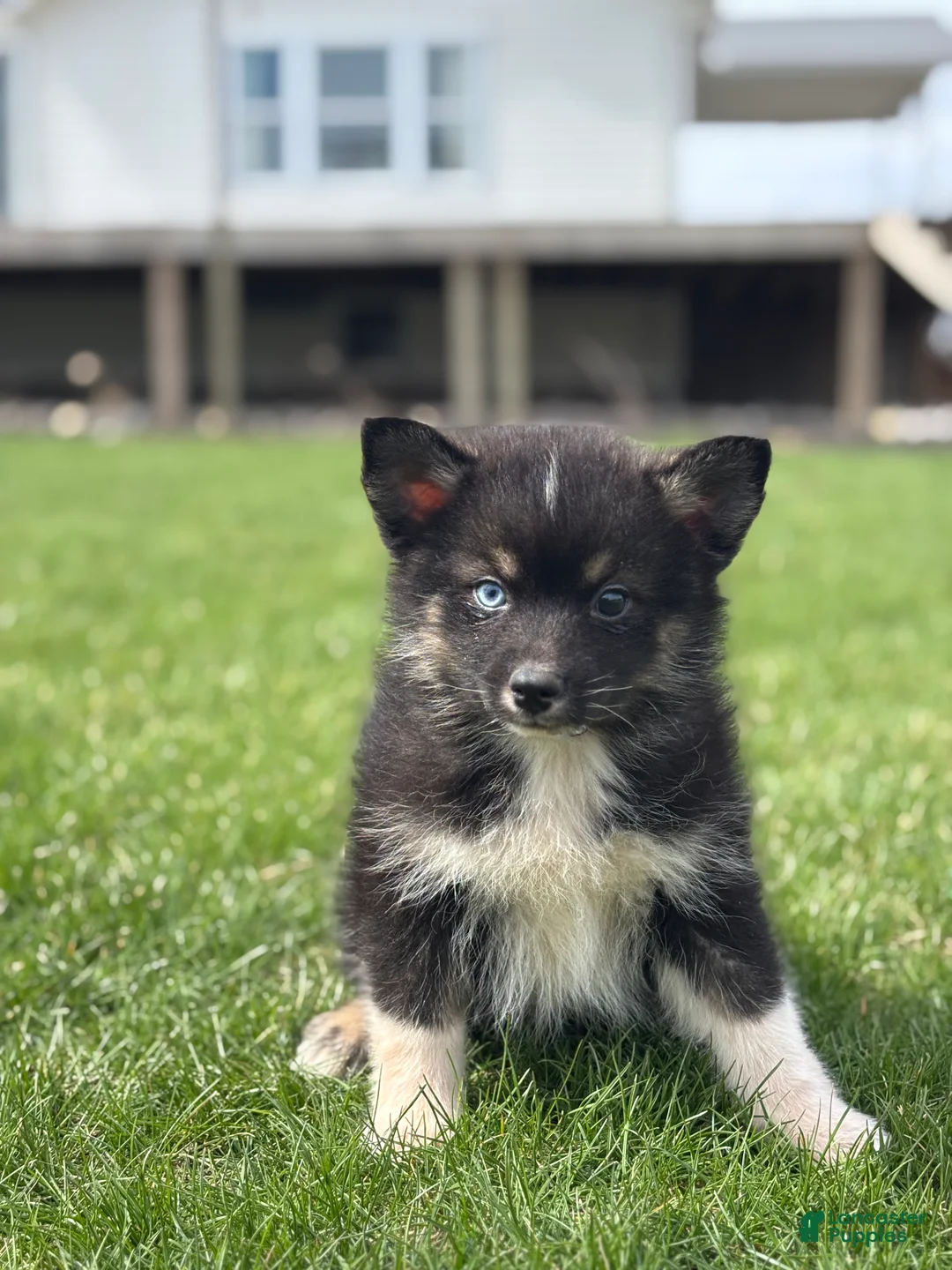 Pomsky dogs for sale: Devon - Ad 3