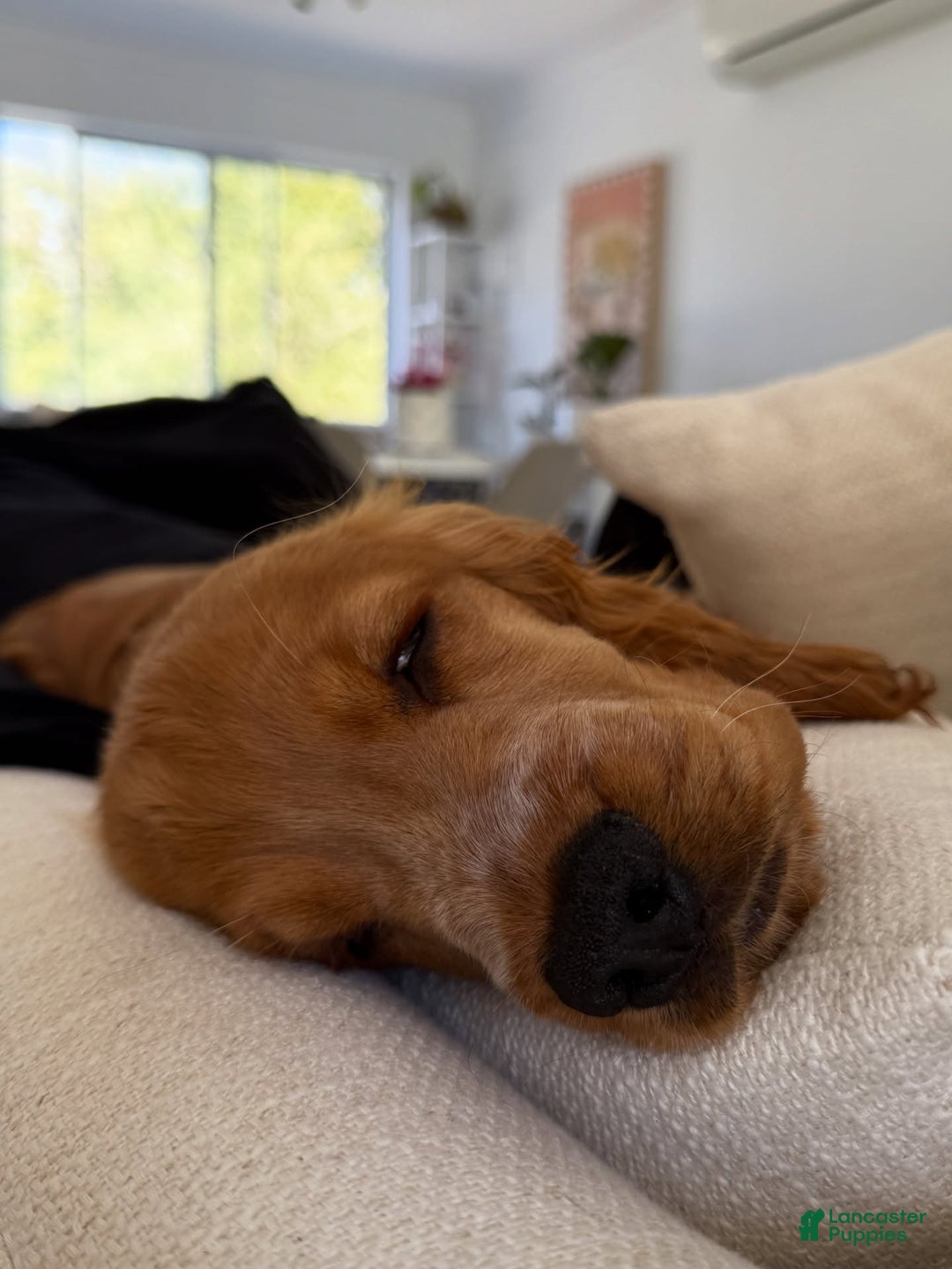 English Cocker Spaniel dogs for sale: Toby  - Ad 3