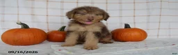 Mini Aussiedoodle dogs for sale: Benji - Ad 5