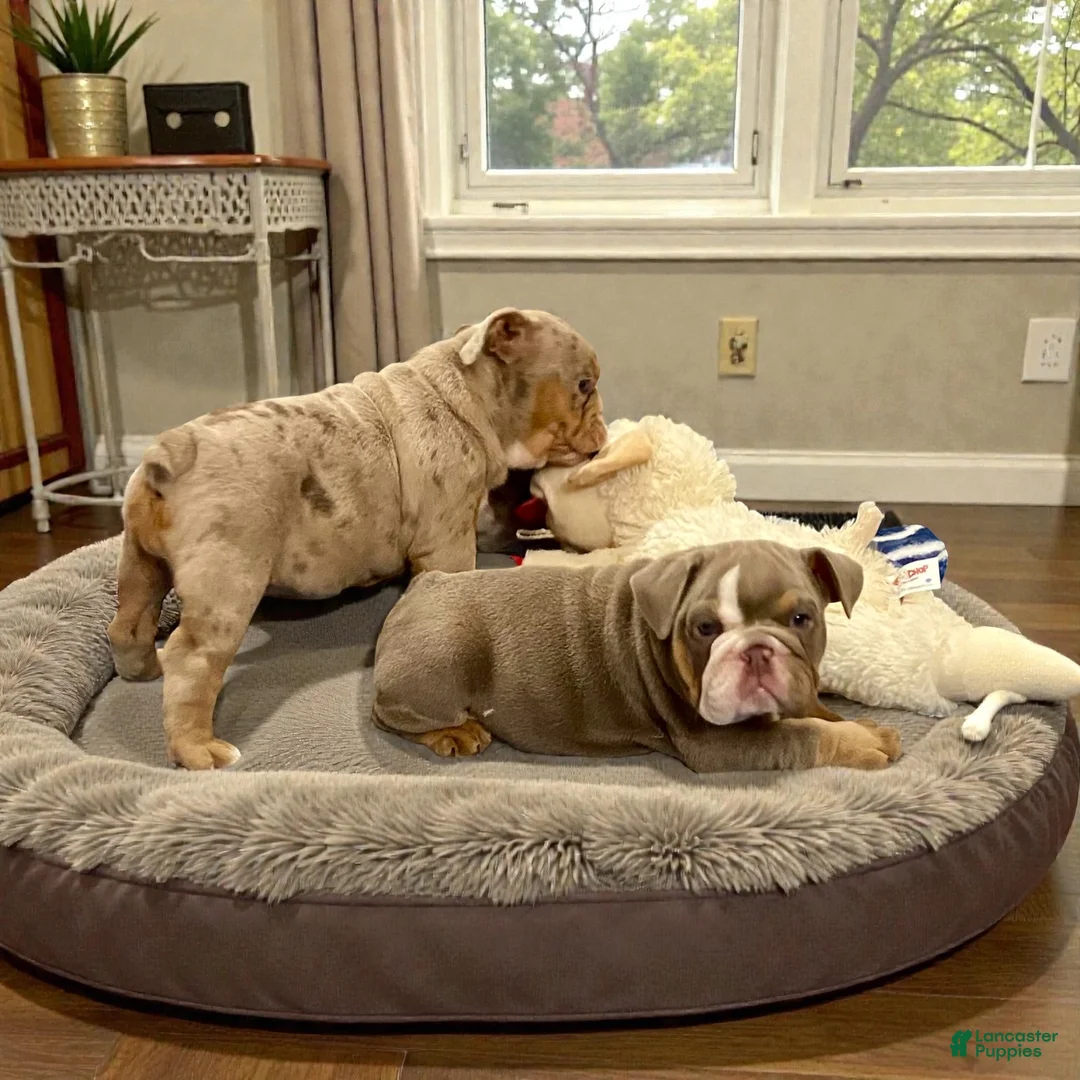 English Bulldog dogs for sale: Perfection  - Ad 2