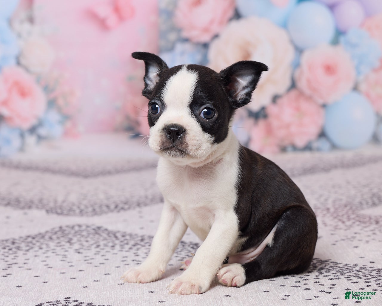 Boston Terrier dogs Joe - Ad 2