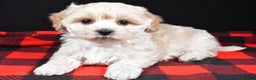 Maltipoo dogs for sale: Finley - Ad 1