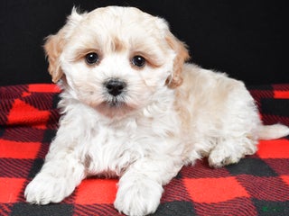 Maltipoo dogs Finley - Ad 8