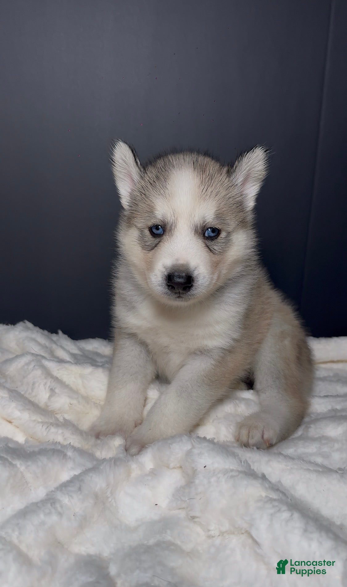 Siberian Husky dogs Ghost - Ad 22