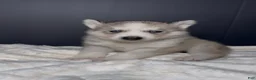 Siberian Husky dogs for sale: Ghost - Ad 1
