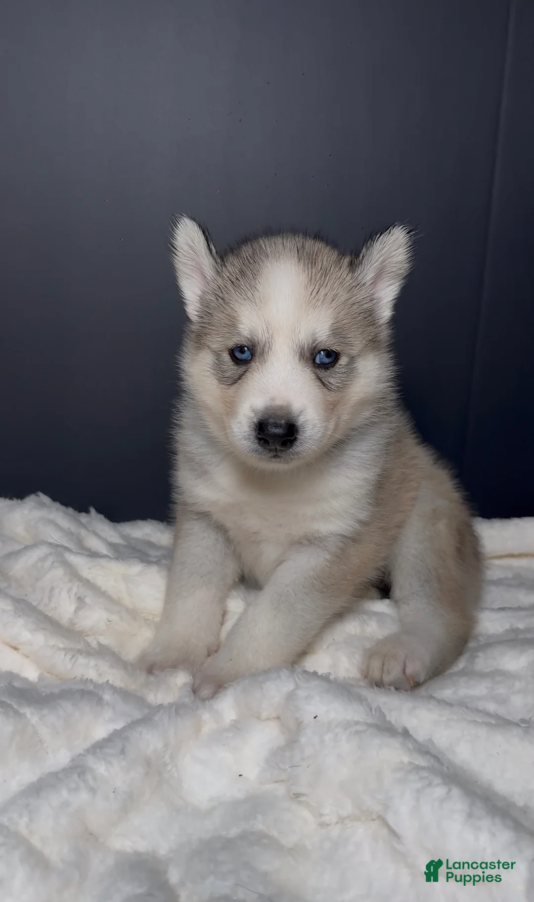 Siberian Husky dogs for sale: Ghost - Ad 1