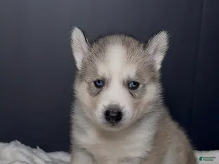 Siberian Husky dogs Ghost - Ad 4