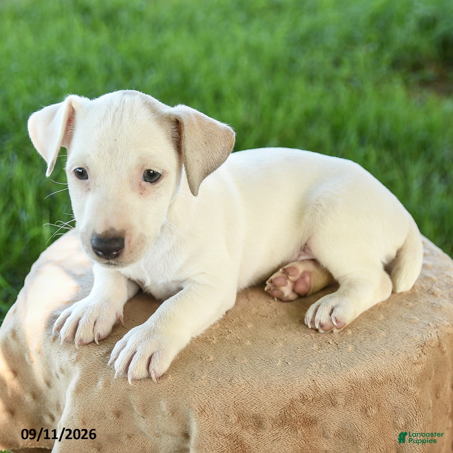 Jack Russell Terrier dogs Patch  - Ad 2