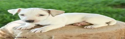 Jack Russell Terrier dogs for sale: Patch  - Ad 2