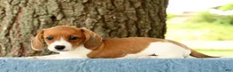 Miniature Dachshund dogs for sale: Hal - Ad 7