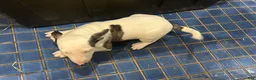 Bull Terrier dogs for sale: Bull Terrier Male - Ad 2