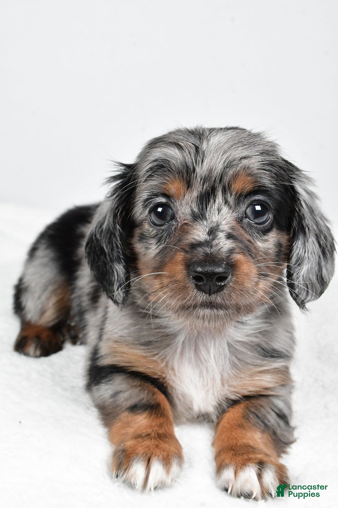 Miniature Dachshund dogs for sale: Bella - Ad 6