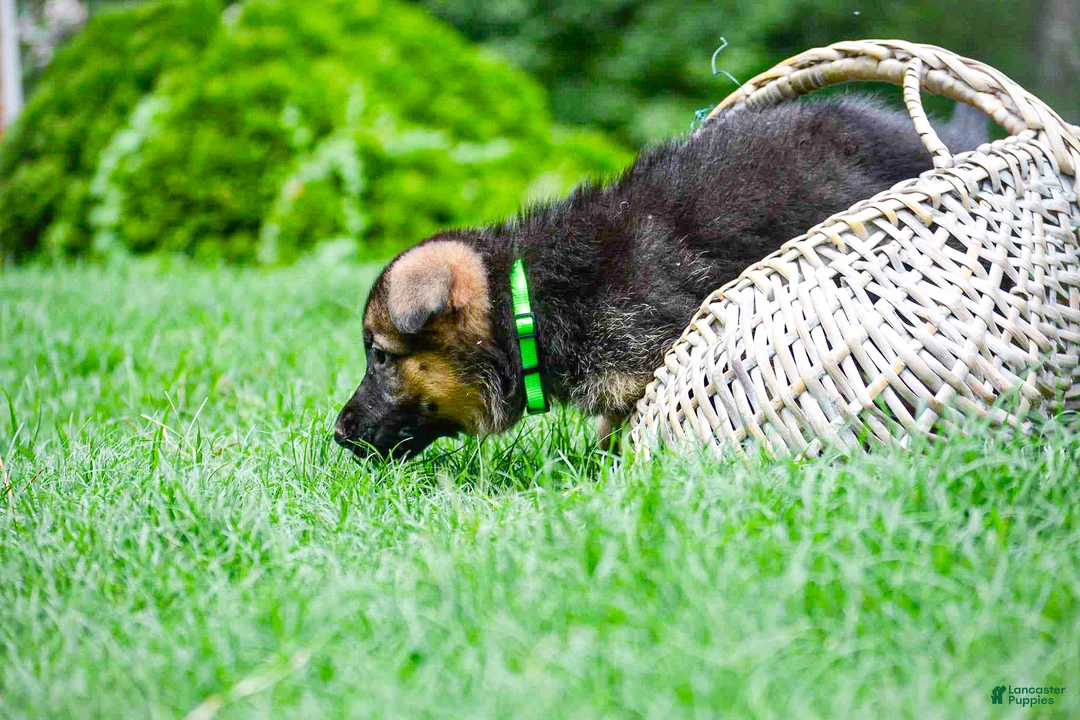 German Shepherd dogs for sale: German Shepherd Puppy 8 - Ad 2