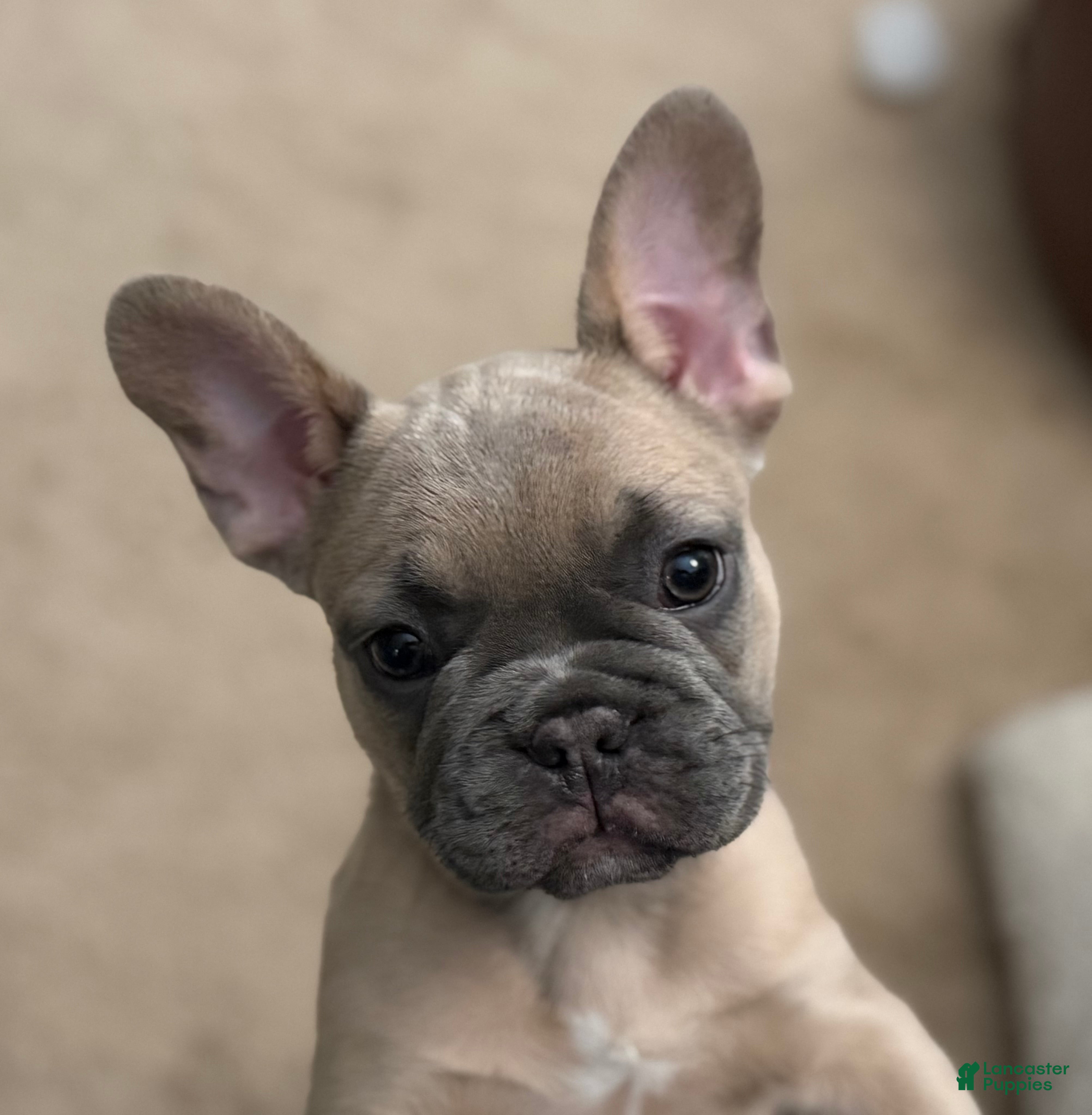 French Bulldog dogs French Bulldog Puppy 1 - Ad 1