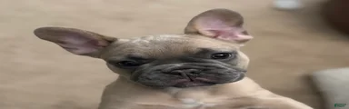 French Bulldog Puppy 1