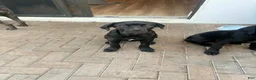 Cane Corso dogs for sale: Cane Corso Puppy 7 - Ad 3
