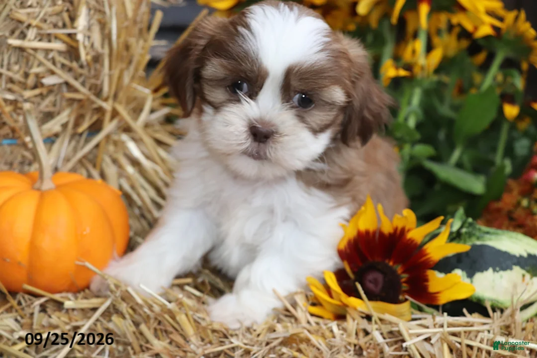 Shih Tzu dogs for sale: Sage - Ad 2