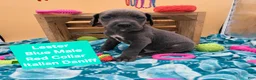 Daniff dogs for sale: Lester - Ad 2