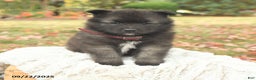 Keeshond dogs for sale: Monty - Ad 8