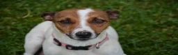 Jack Russell Terrier dogs for sale: Macie - Ad 8