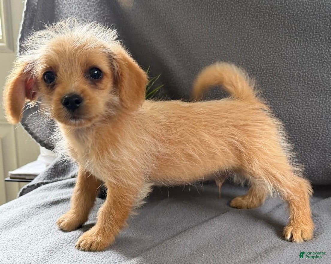 Mixed Breed dogs Justin - Ad 2