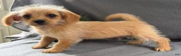 Mixed Breed dogs for sale: Justin - Ad 2