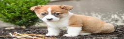 Welsh Corgi Pembroke dogs for sale: Cap'n Crunch Welsh Corgi Pembroke  - Ad 5
