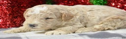 Miniature Poodle dogs for sale: Miniature Poodle Puppy 2 Pepper - Ad 3