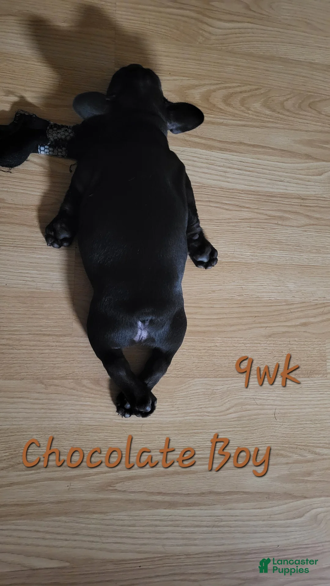 French Bulldog dogs for sale: Koda puppy number 6 - Ad 12