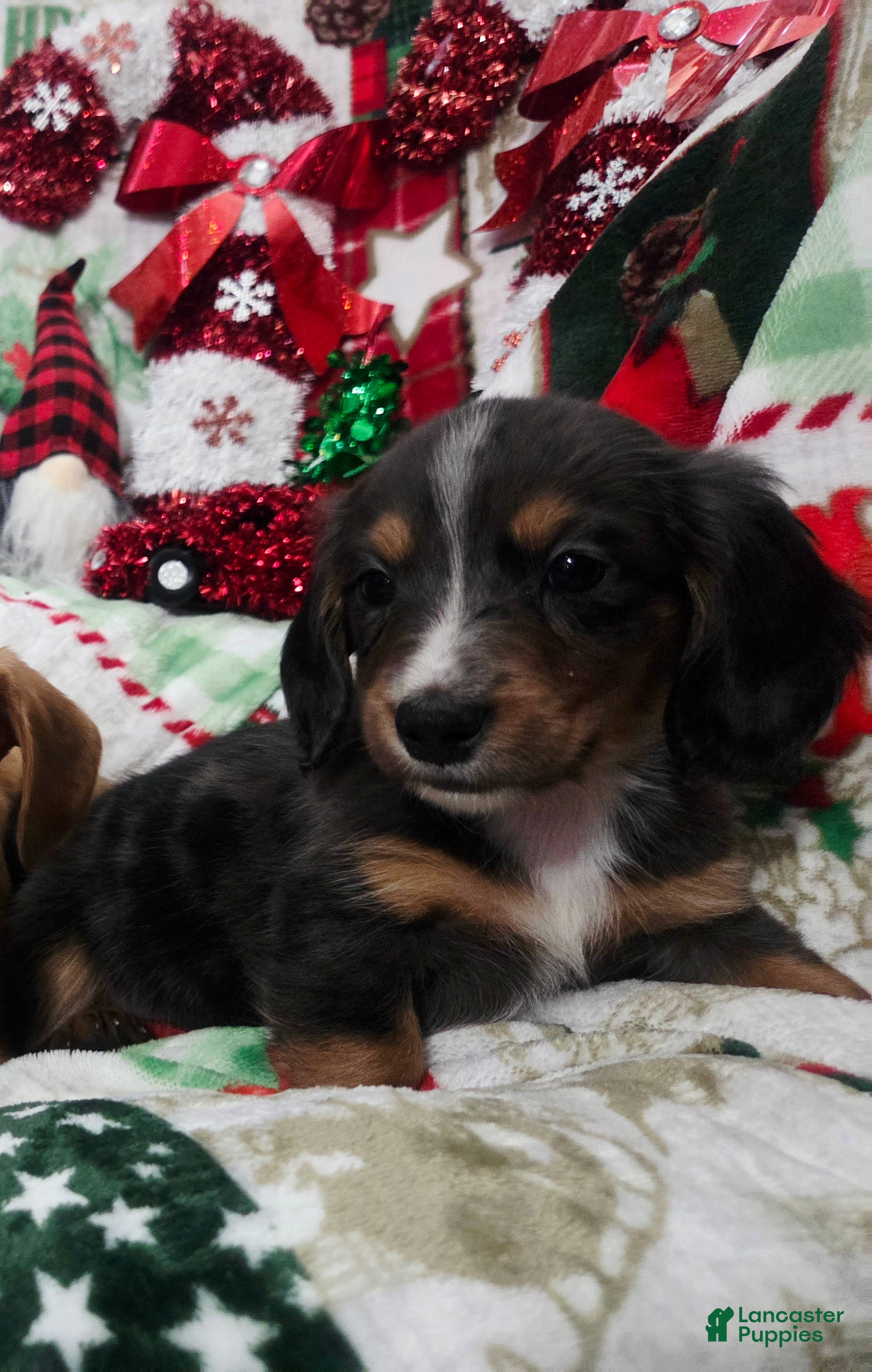 Miniature Dachshund dogs for sale: Miniature Dachshund 4 - Ad 2