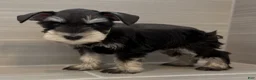 Miniature Schnauzer dogs for sale: Woody - Ad 4