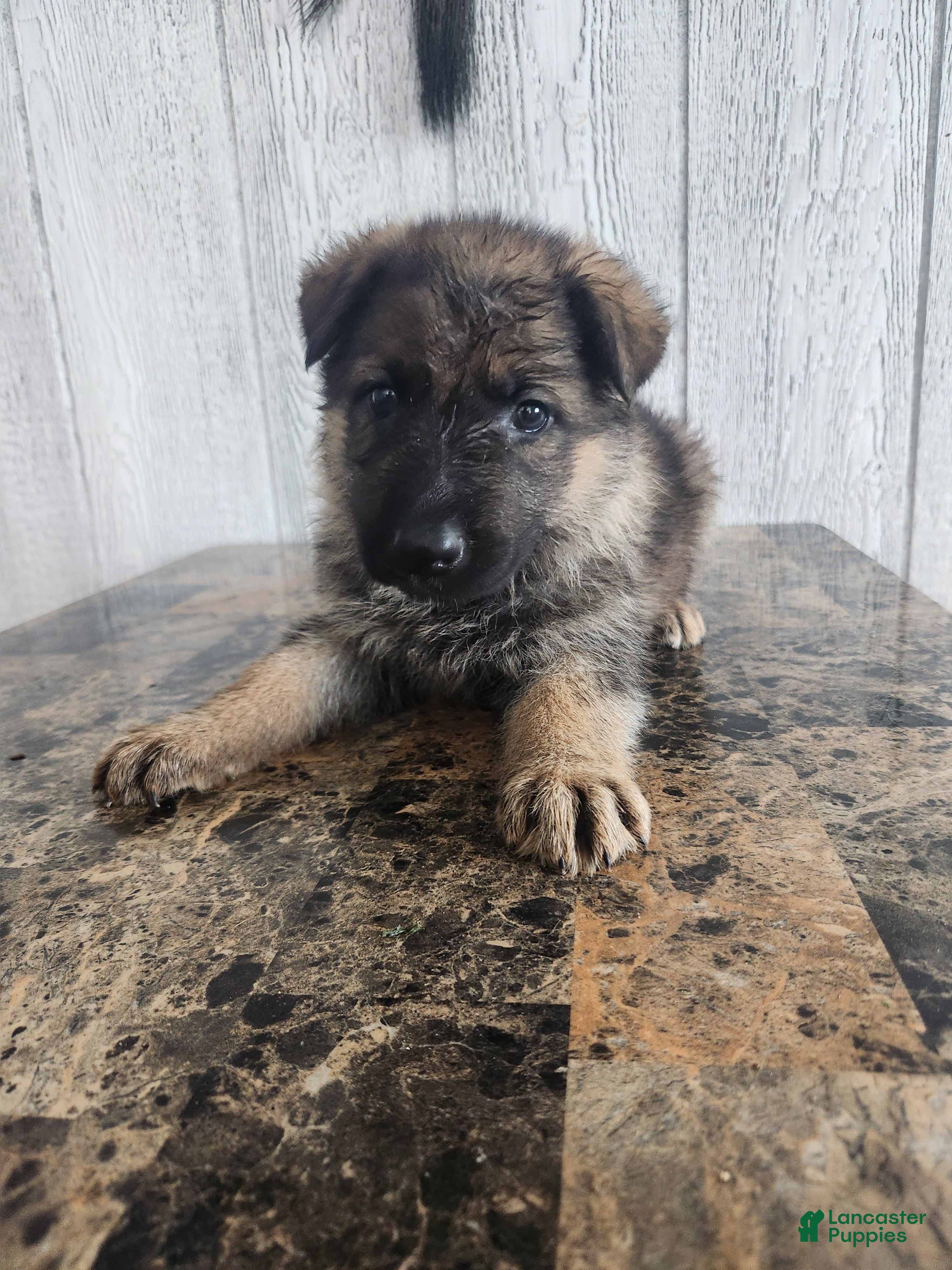 German Shepherd dogs Willow - Ad 2