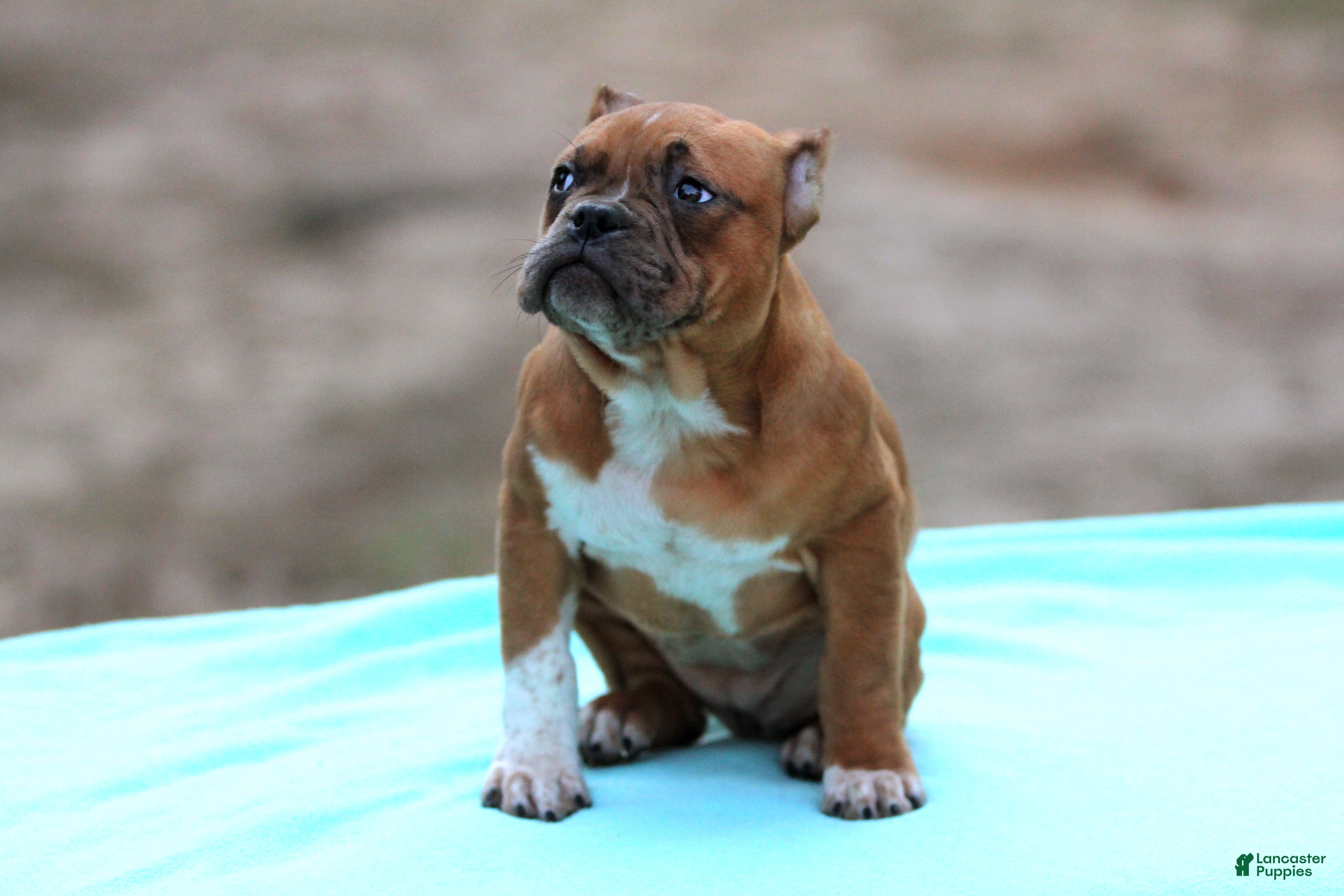 American Bully dogs Black Fawn Merle Female - Ad 27