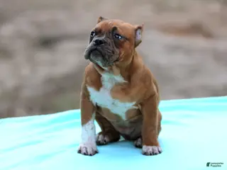 American Bully dogs Black Fawn Merle Female - Ad 7