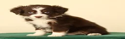 Miniature Australian Shepherd dogs for sale: Ike - Ad 3