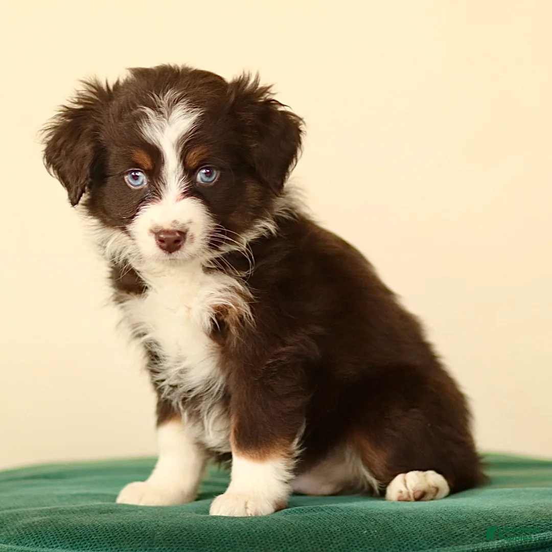 Miniature Australian Shepherd dogs for sale: Ike - Ad 3