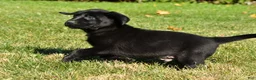 Labrador Retriever dogs for sale: Cade - Ad 7