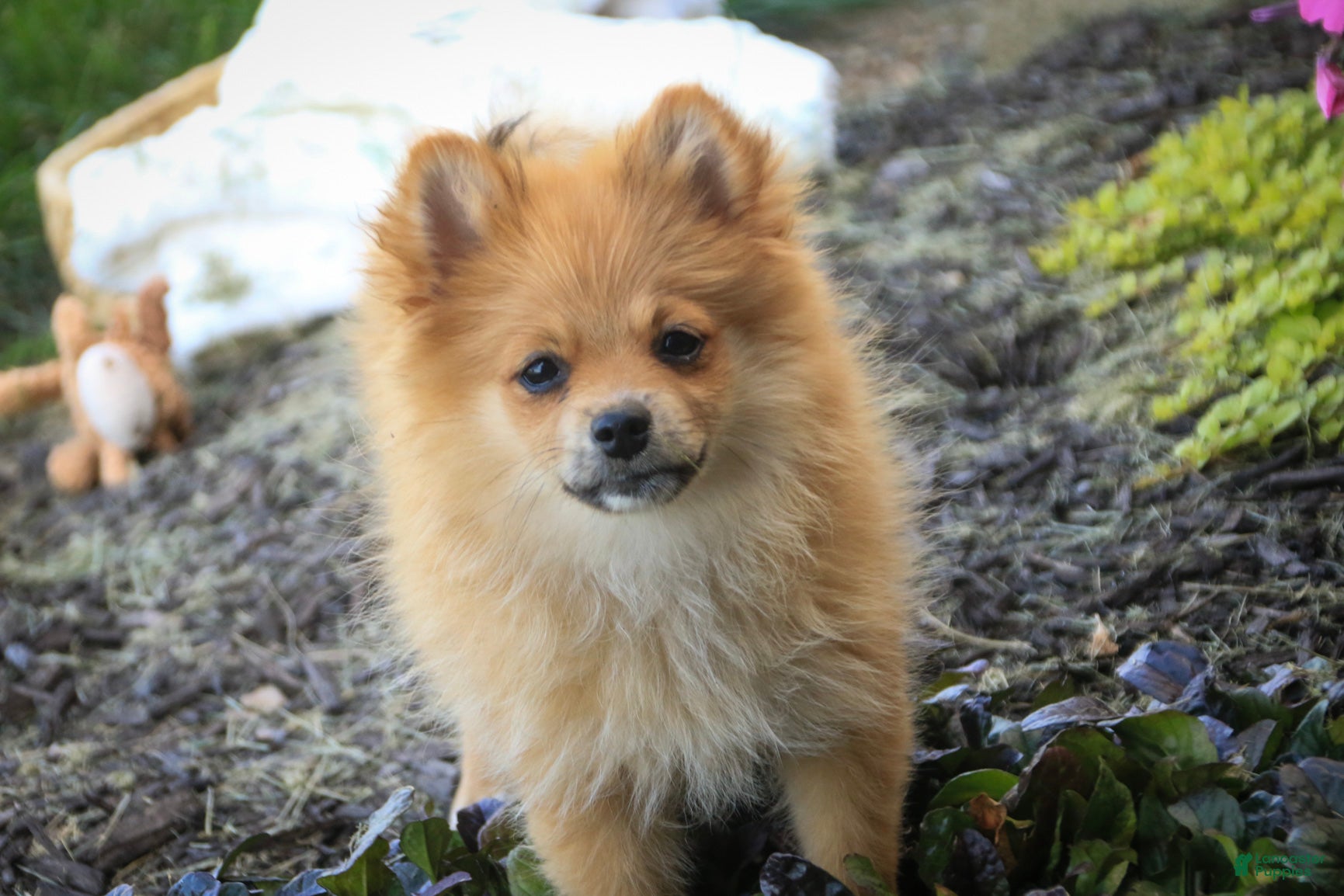 Pomeranian dogs Bingo Pomeranian  - Ad 2