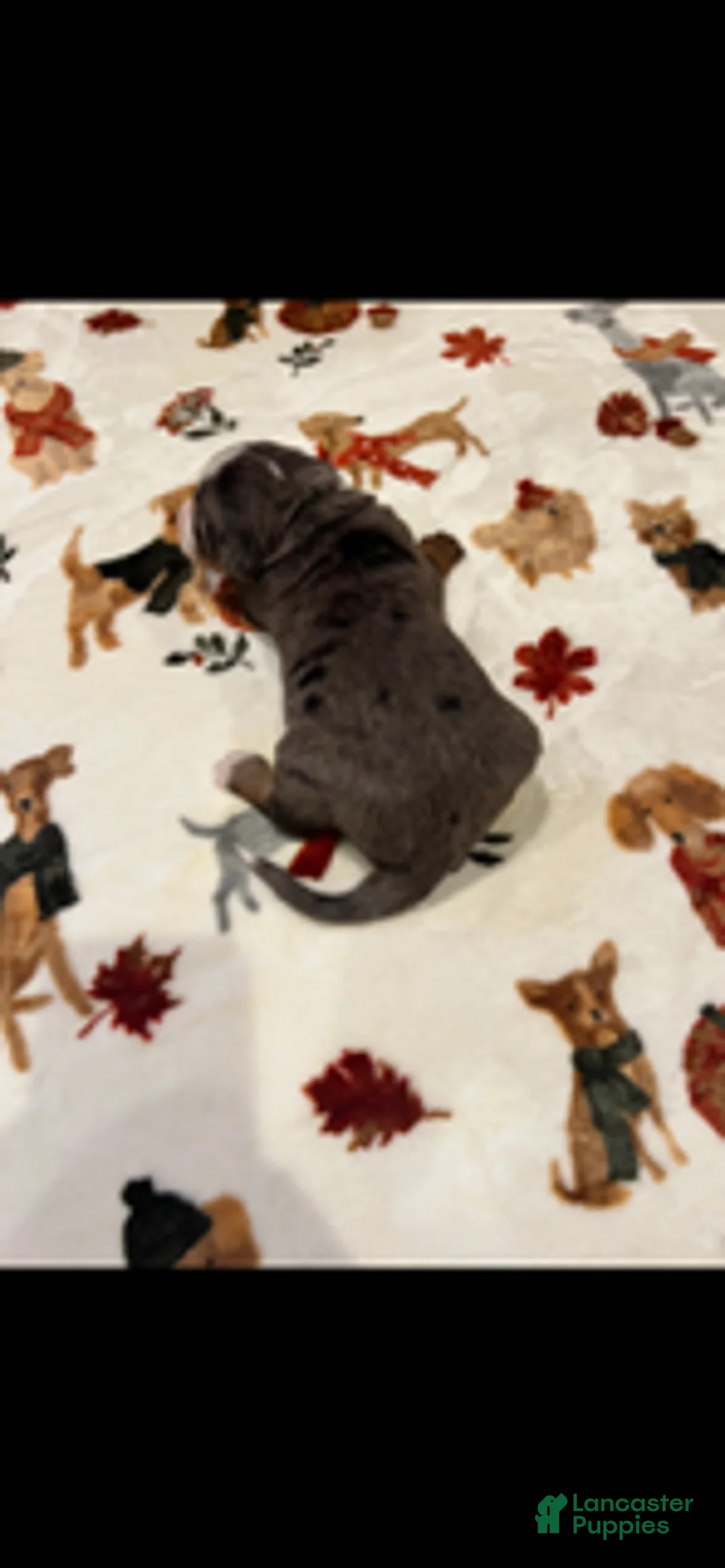 Bernedoodle dogs for sale: Green Collar - Ad 1