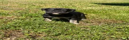 Mixed Breed dogs for sale: Luna - Ad 2