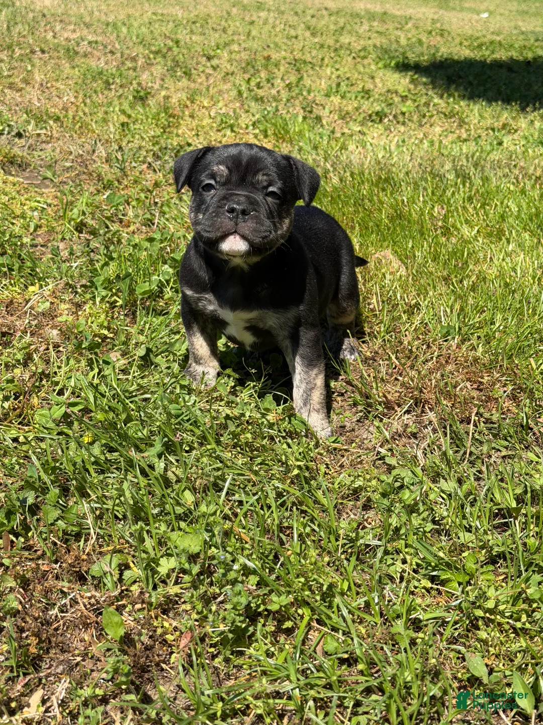 Mixed Breed dogs for sale: Luna - Ad 2