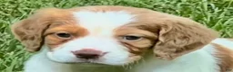 Brittany Spaniel dogs for sale: Hawkete Holly Girl 1 - Ad 7