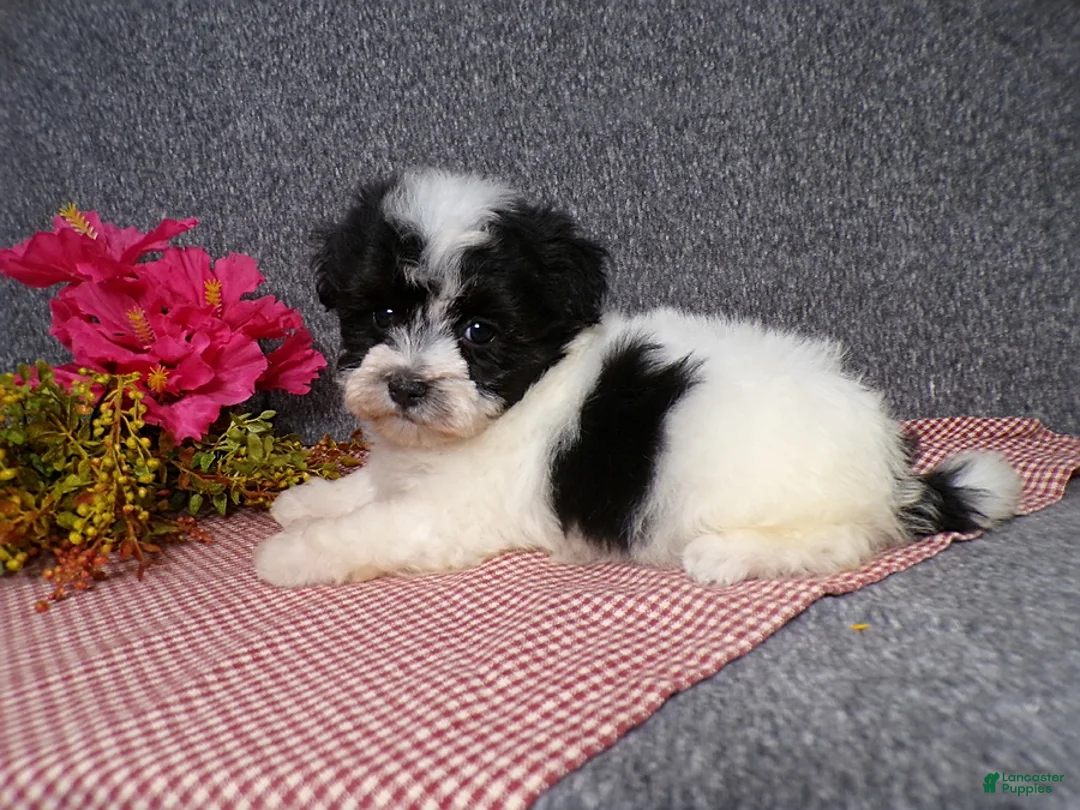Havanese dogs for sale: Kenzie - Ad 1