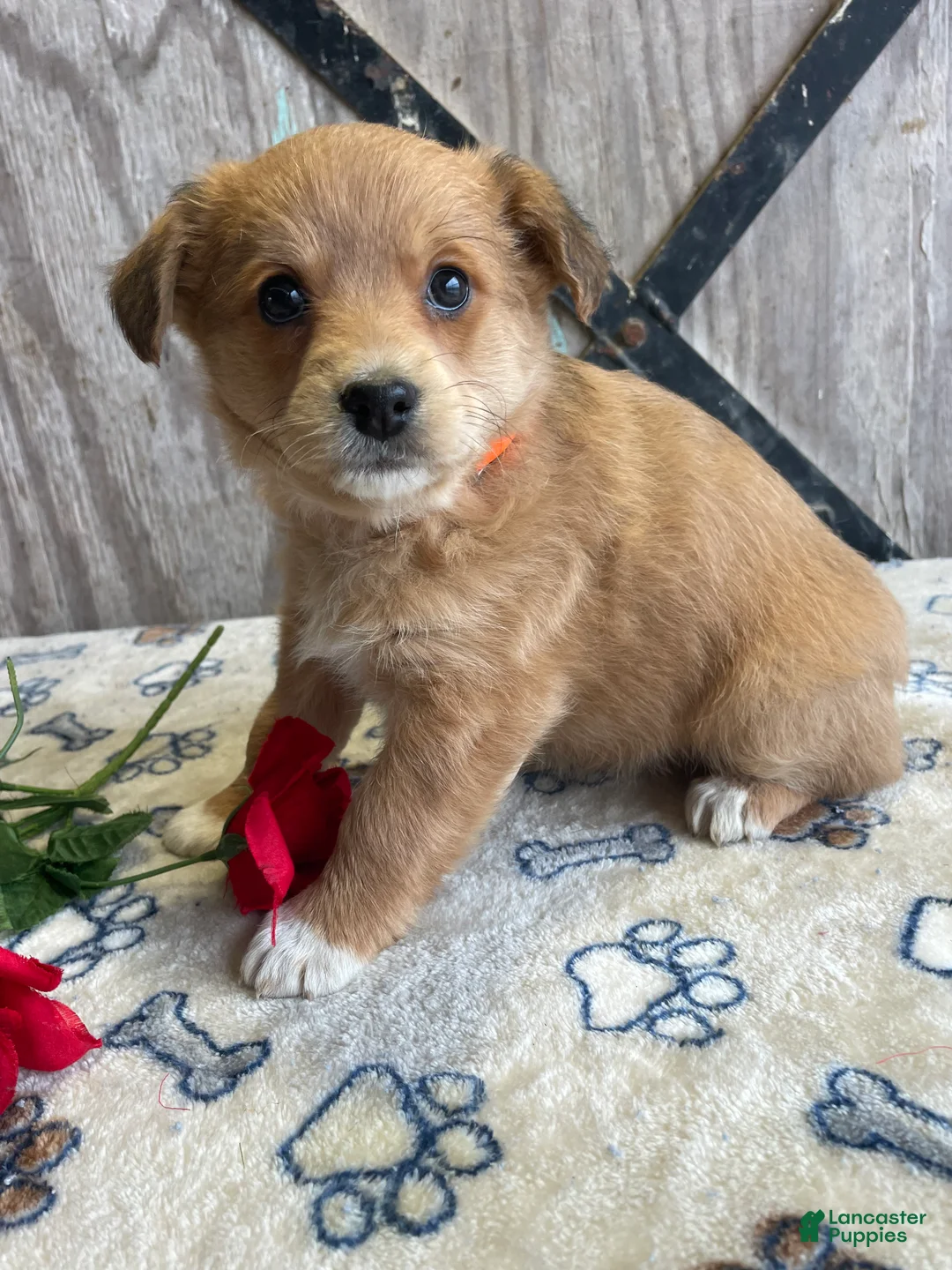 Corgipoo dogs for sale: Lady - Ad 1