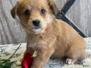 Corgipoo dogs Lady - Ad 3