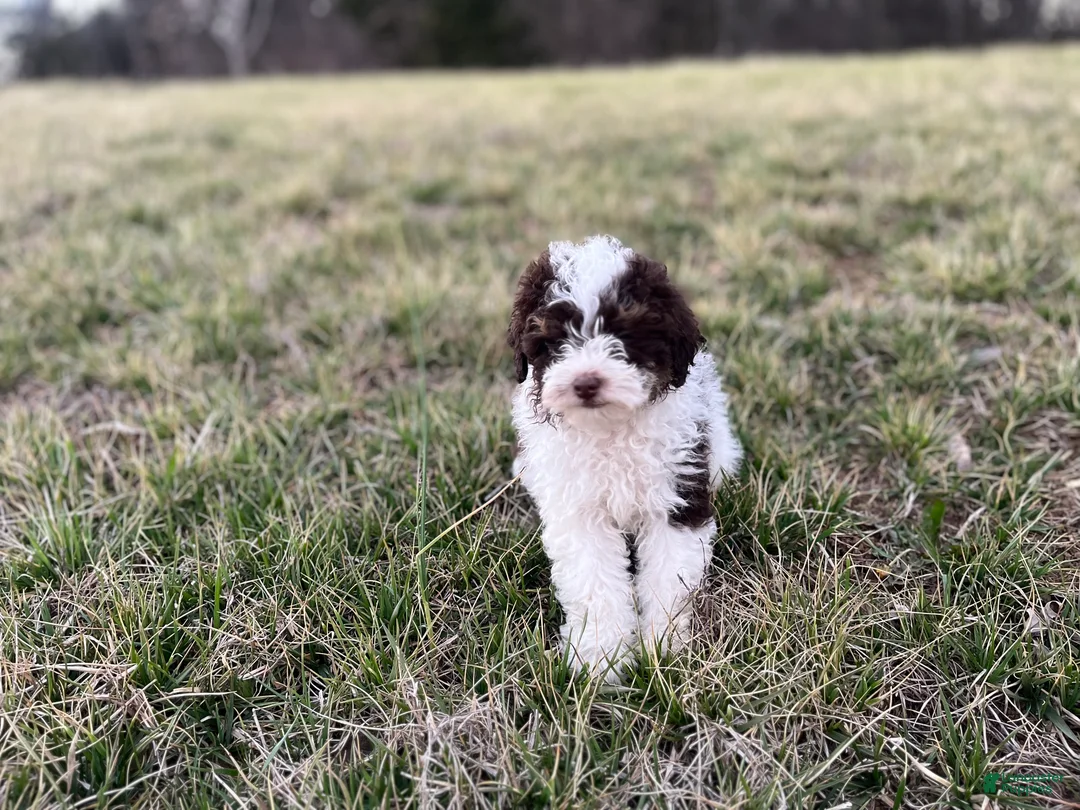 Miniature Poodle dogs for sale: Mollie - Ad 4