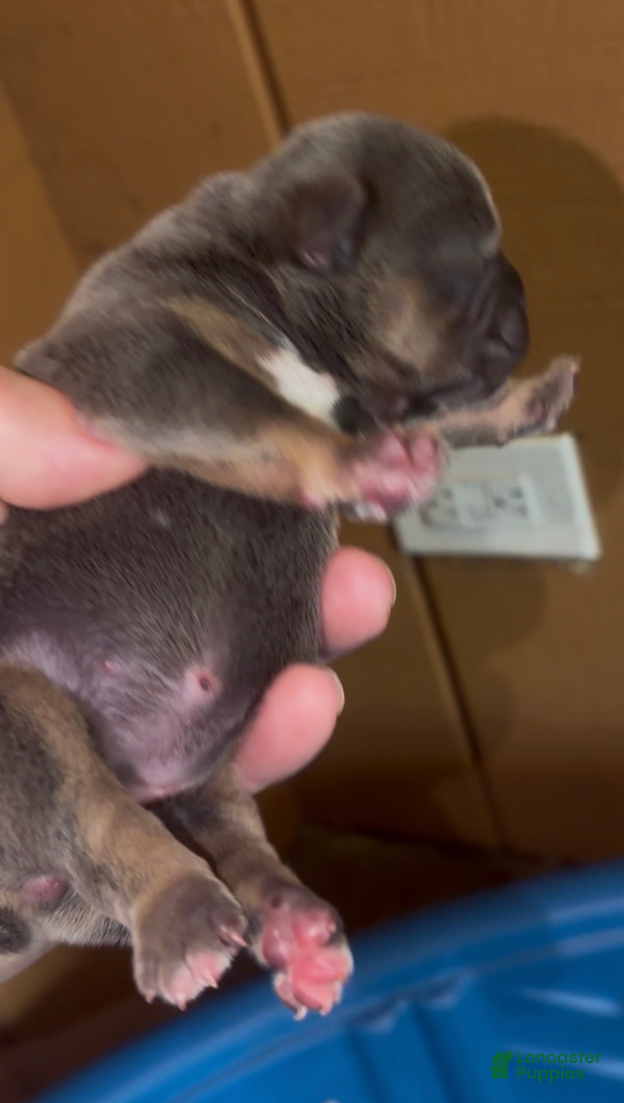 French Bulldog dogs for sale: Bertha_Female - Ad 2