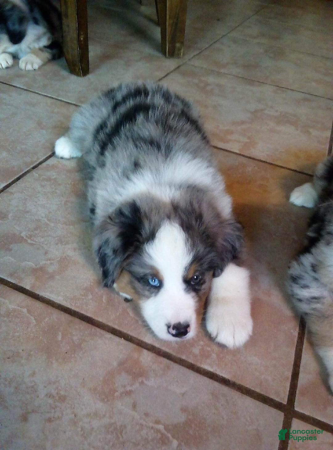 Australian Shepherd dogs for sale: Heide - Ad 4