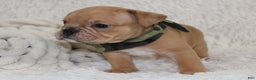 English Bulldog dogs for sale: Polo - Ad 3