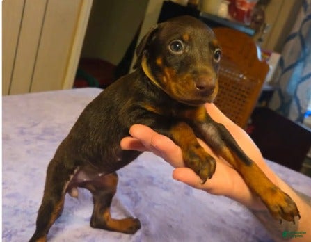 Doberman Pinscher dogs Willow - Ad 41